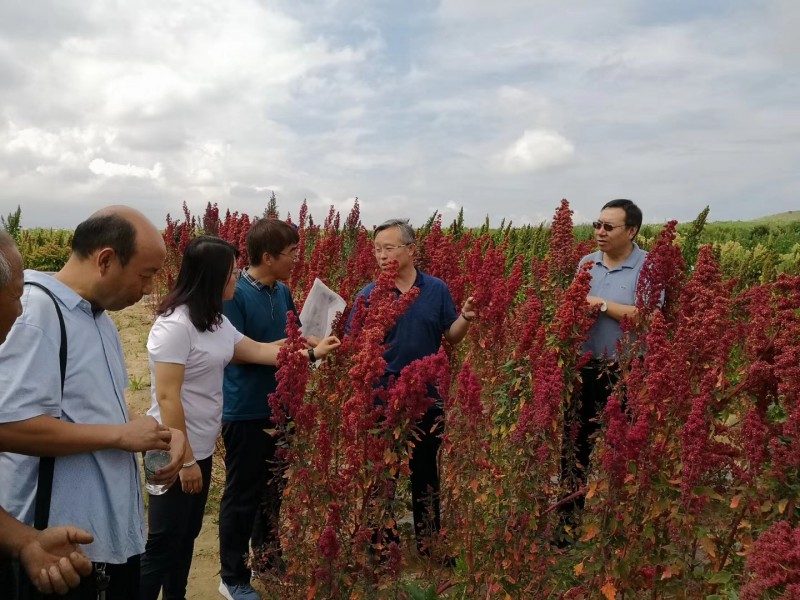 李润青让藜麦在黄土地生根